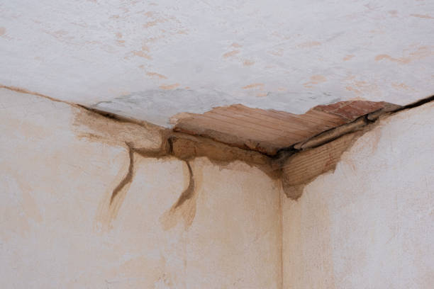 Best Water damage restoration near me  in Clio, AL