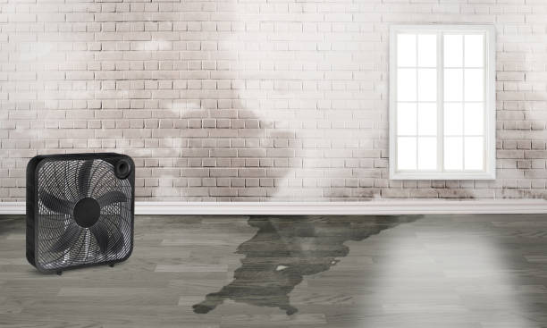 Best Fire Damage Restoration  in Clio, AL